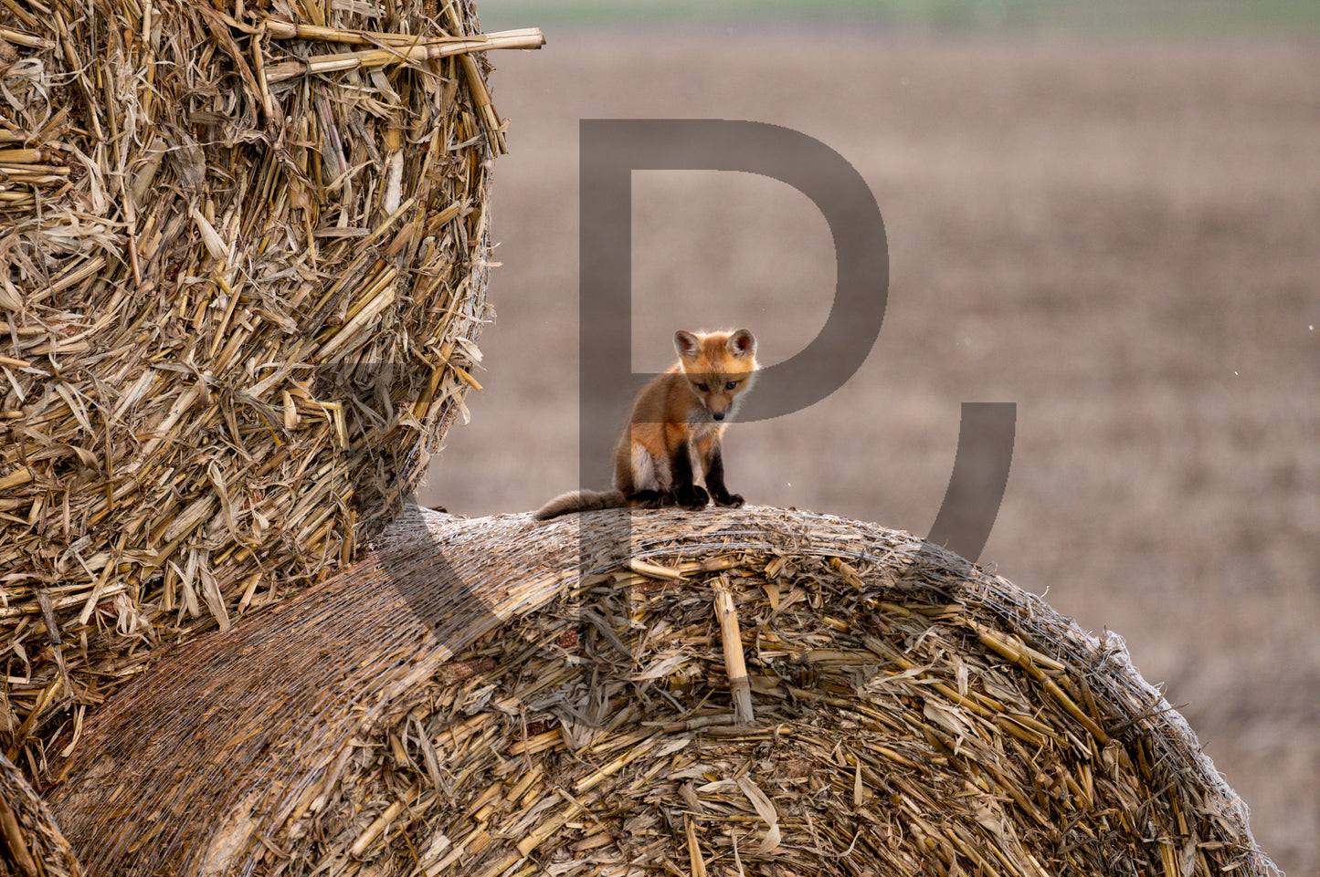 Lost in thought - Fox Print