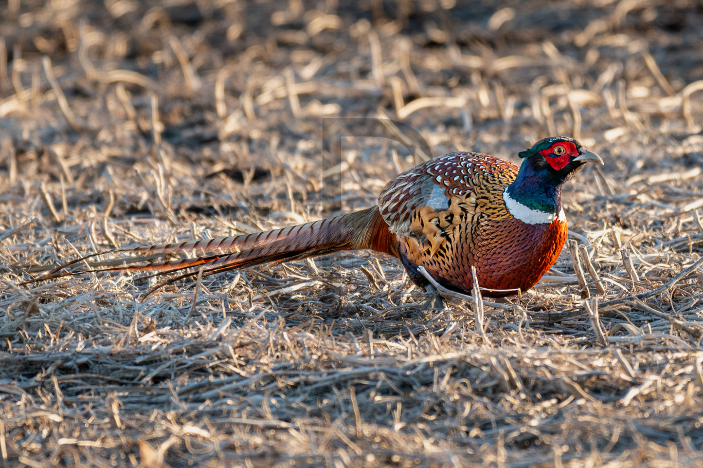 Pheasant Print