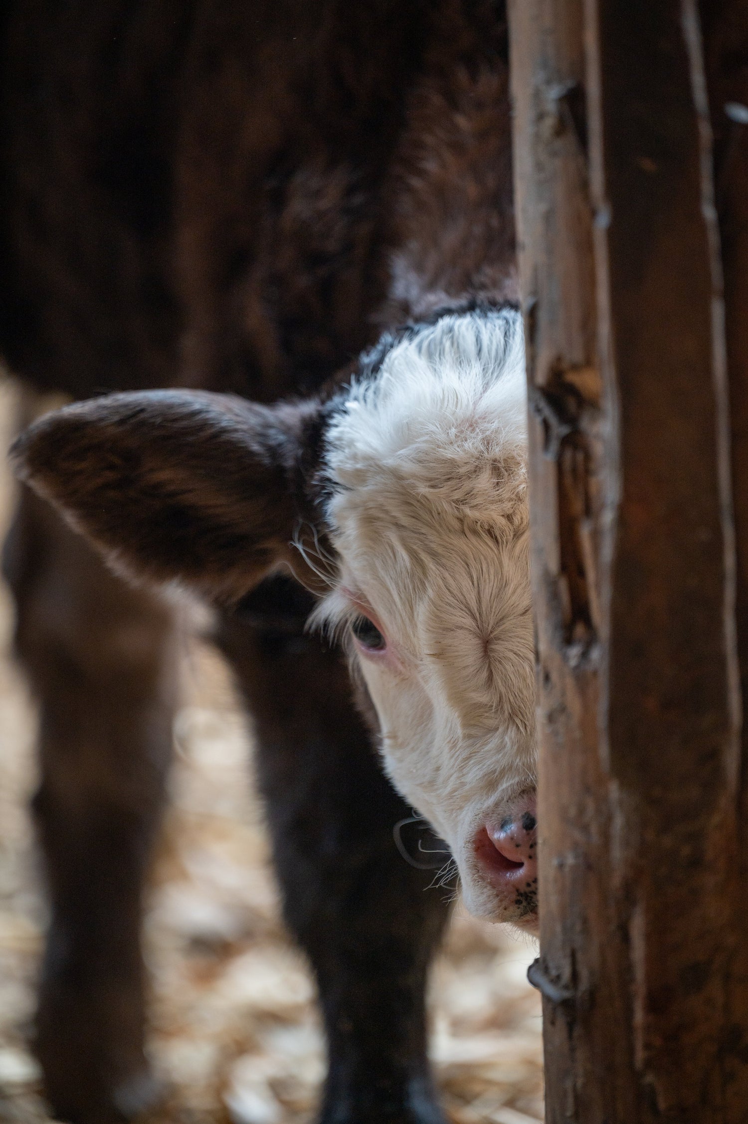 Livestock prints
