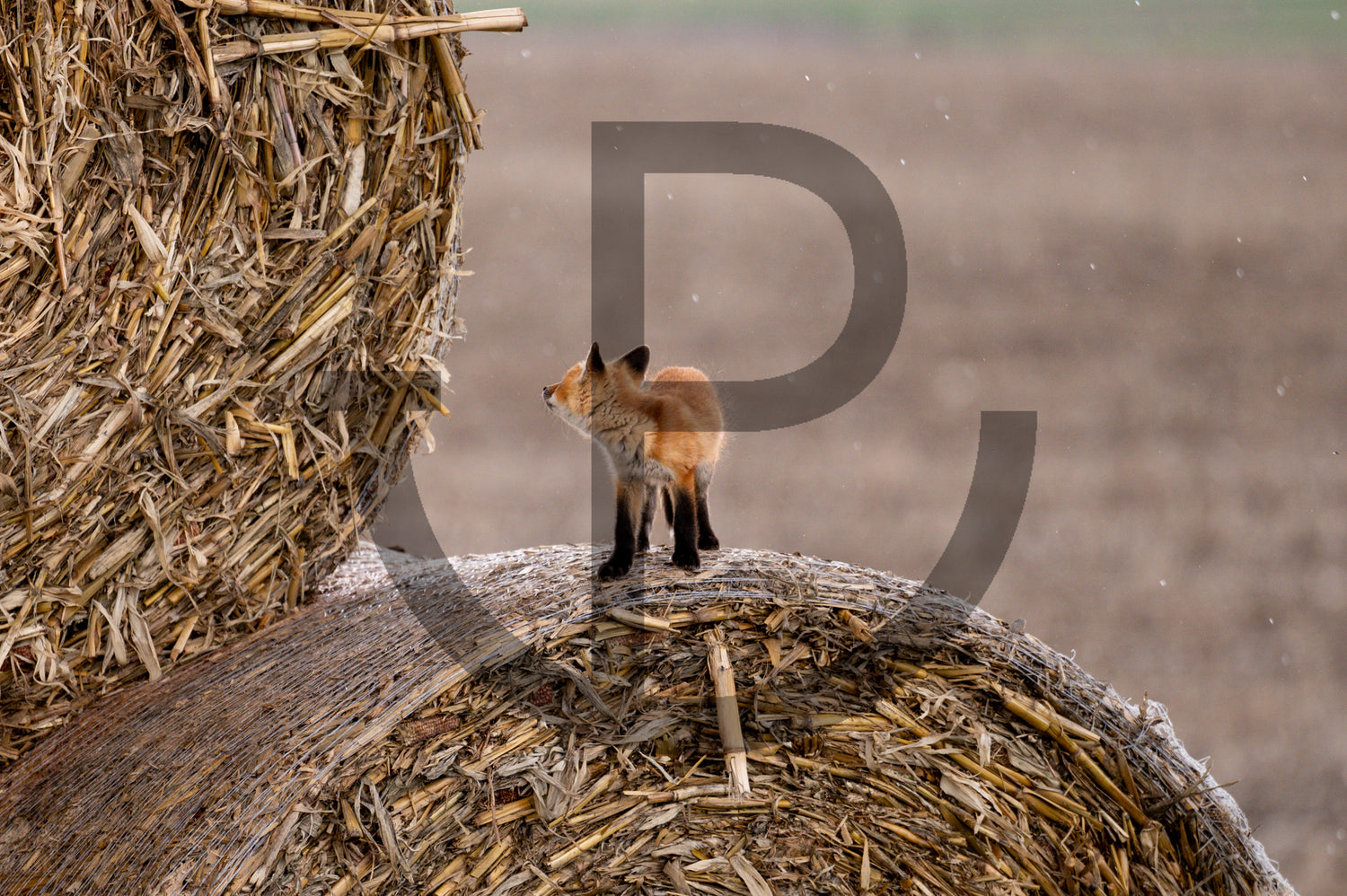 Wildlife / Hunting Prints