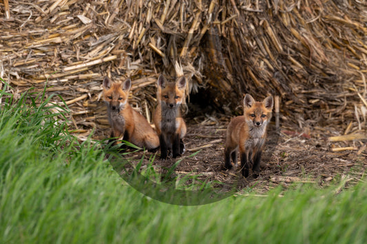 Curiosity - Fox Print