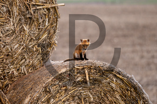 Lost in thought - Fox Print