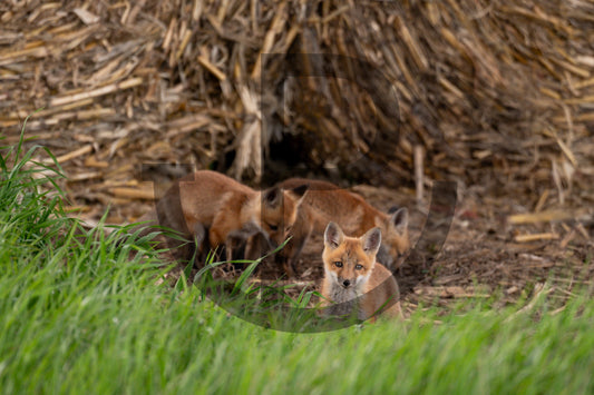Look out - Fox Print