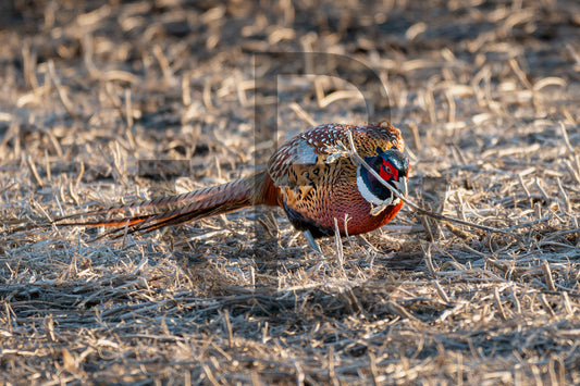 Munching - pheasant print