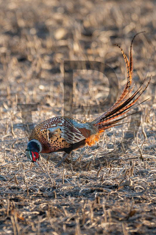 Feathers in the wind - Pheasant print