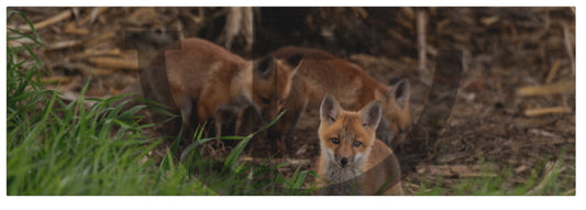 Look out - Fox Canvas