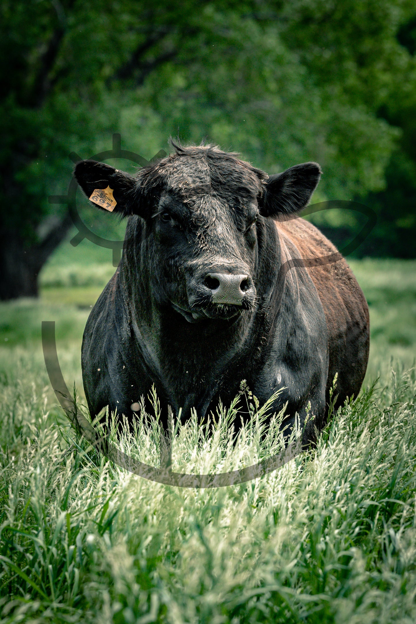 The Bull - Livestock Print
