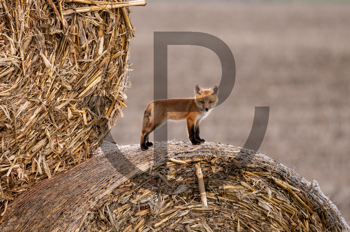 Stand alone - Fox print