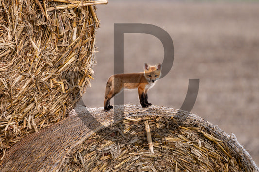 Stand alone - Fox print