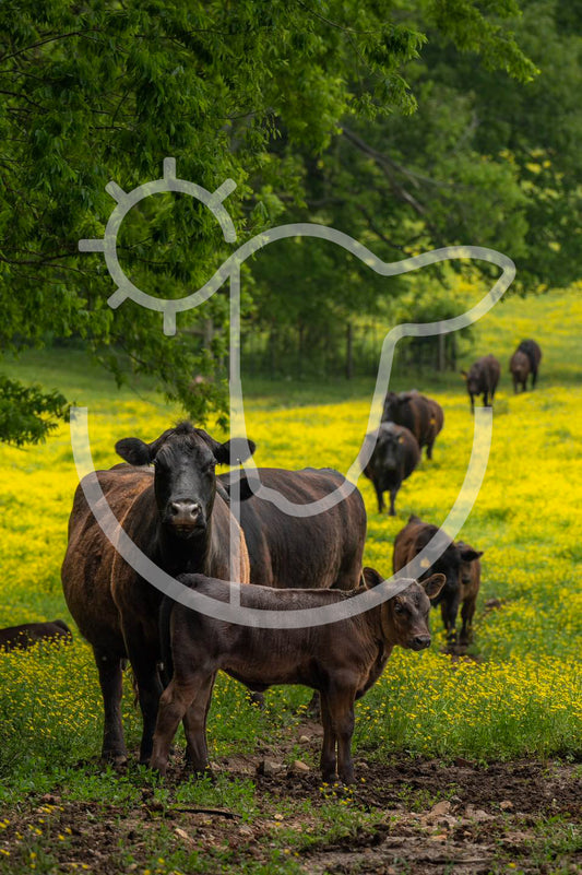 Cow calf - Livestock Print