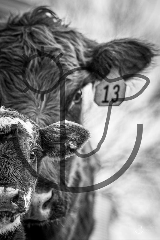 Mom's Always Watching - Livestock Print