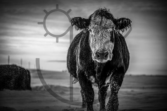 Snow Storm - Livestock Print