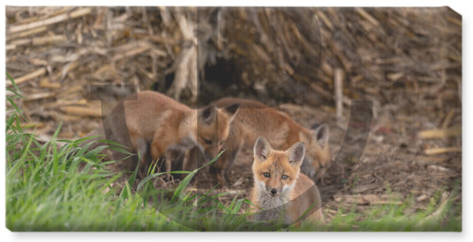 Look out - Fox Canvas